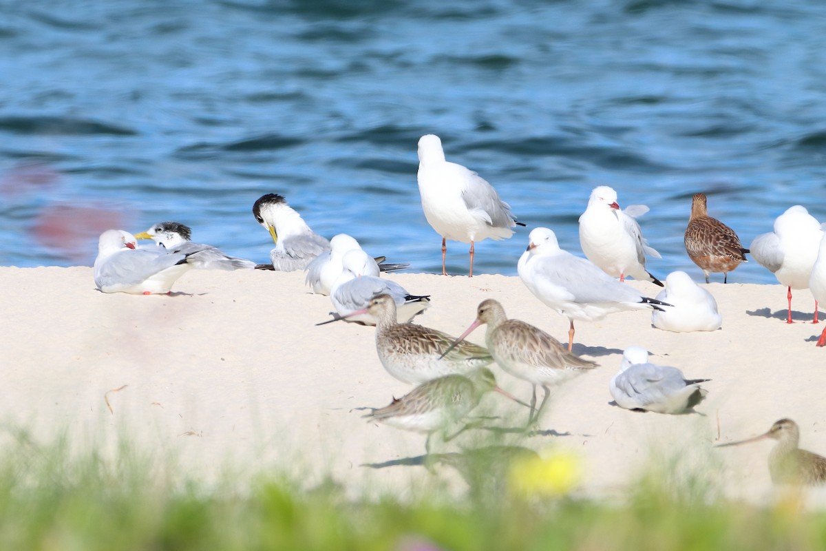 鳳頭燕鷗 - ML580289201