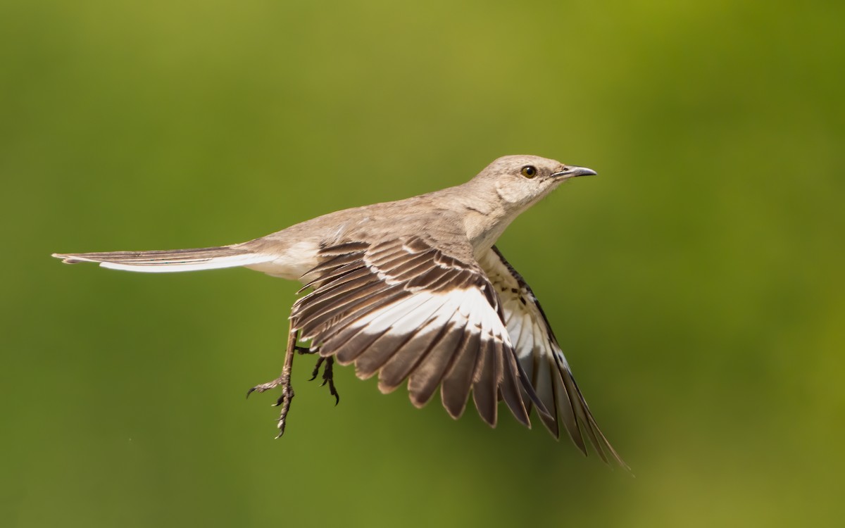 Northern Mockingbird - ML580289211