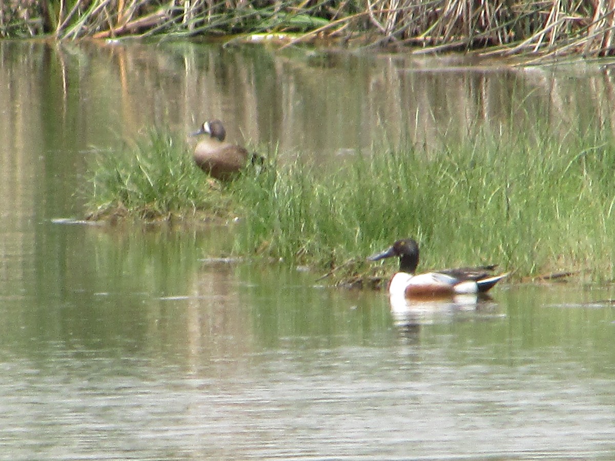 Blue-winged Teal - ML580292101