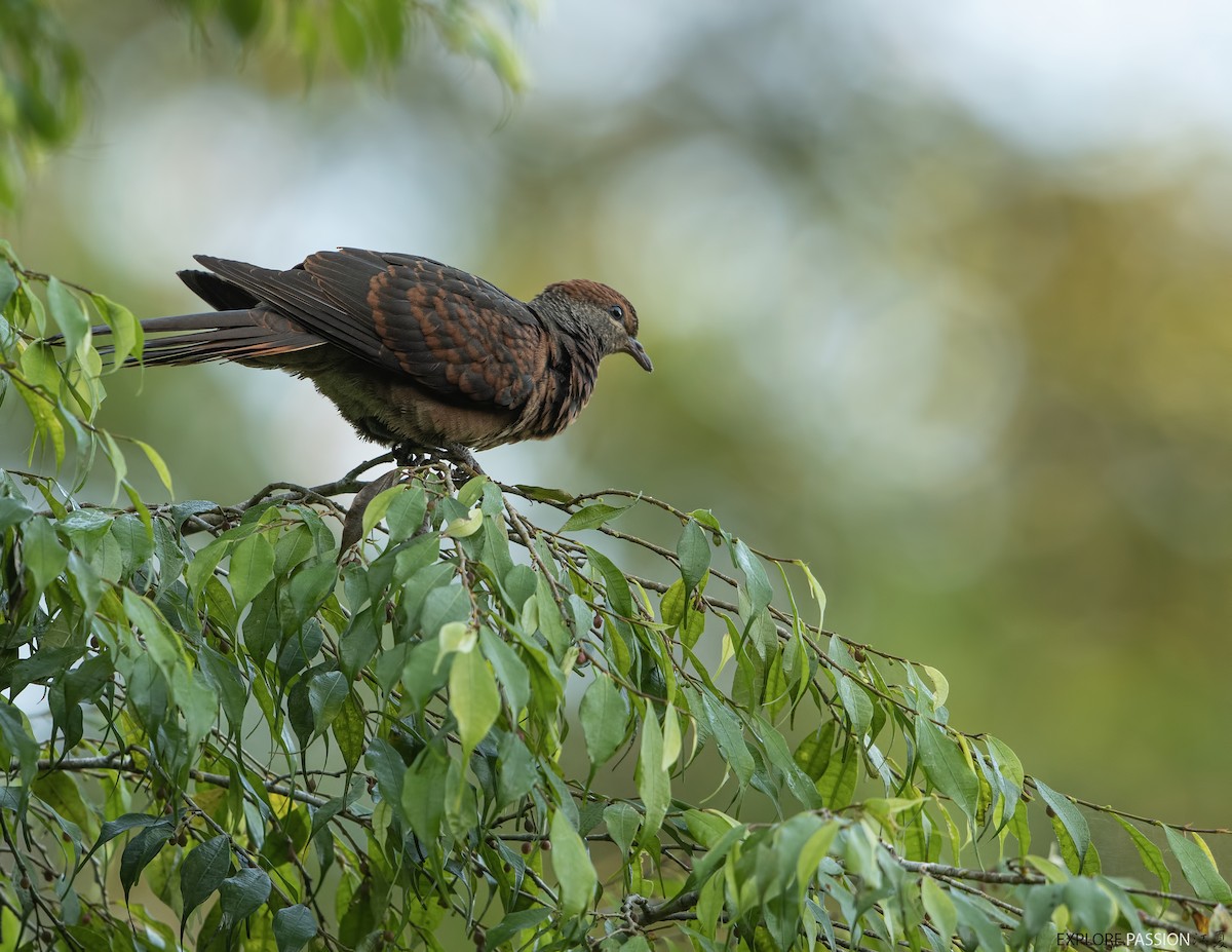 Little Cuckoo-Dove - ML580293011