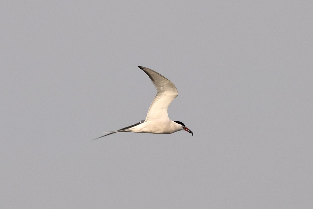 Common Tern - ML580293731