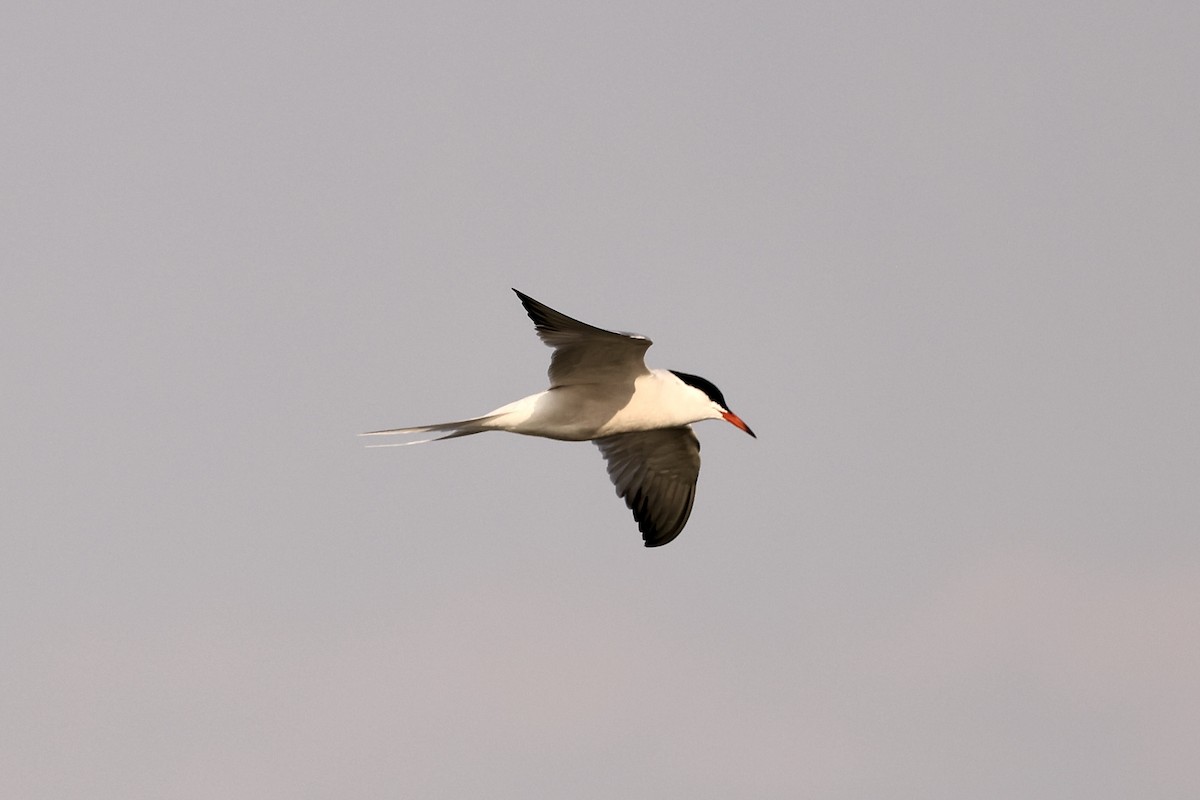 Common Tern - ML580293741