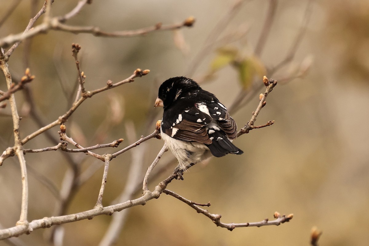 Rose-breasted Grosbeak - ML580295721