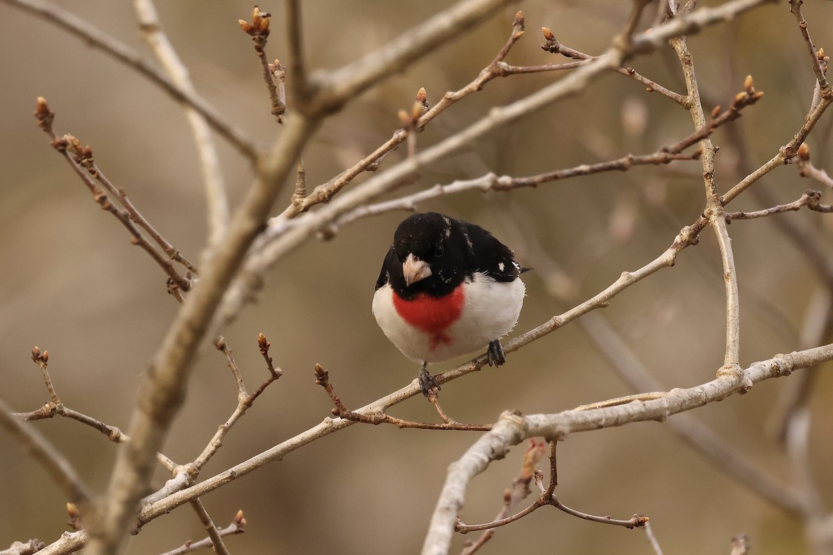 Rose-breasted Grosbeak - Mike Sylvia