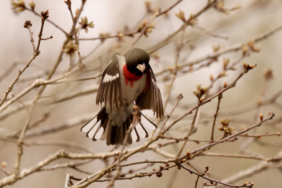 Rose-breasted Grosbeak - ML580295741