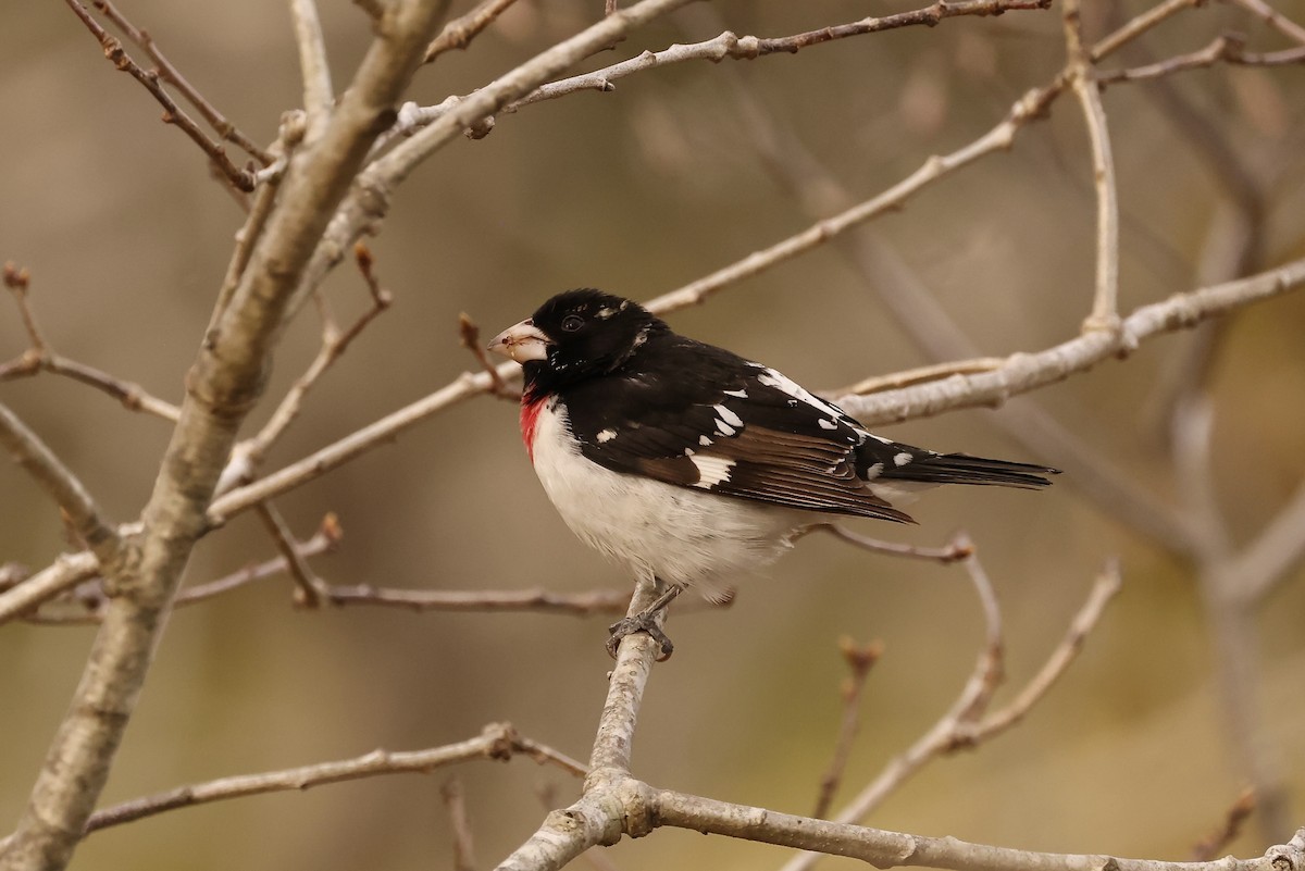 Rose-breasted Grosbeak - ML580295751