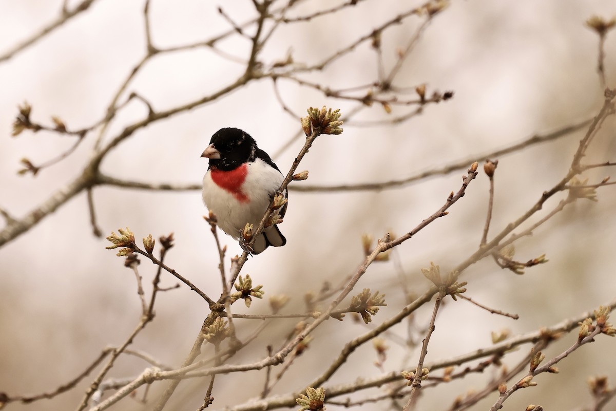 Rose-breasted Grosbeak - Mike Sylvia