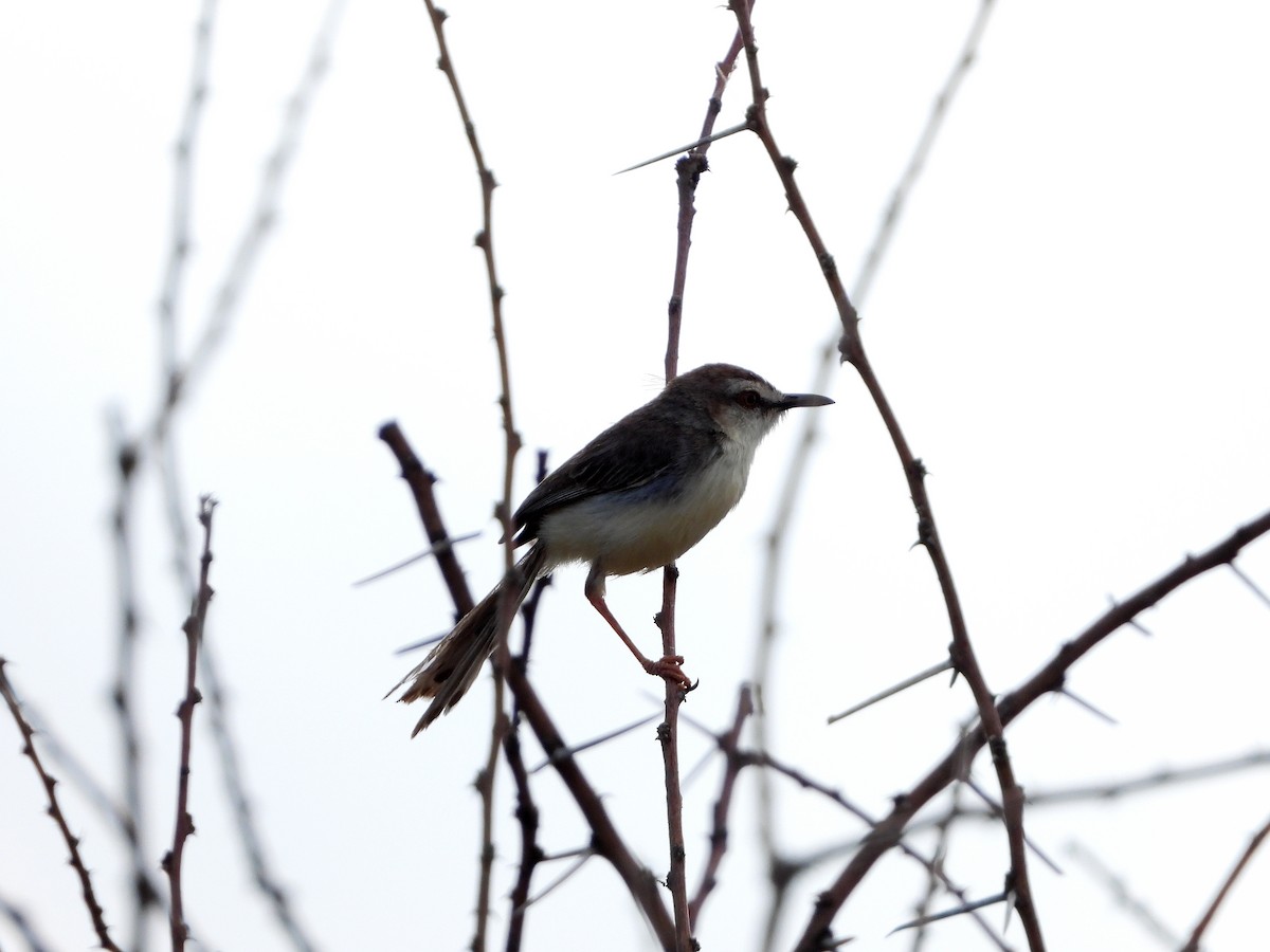 Pale Prinia - ML580295921