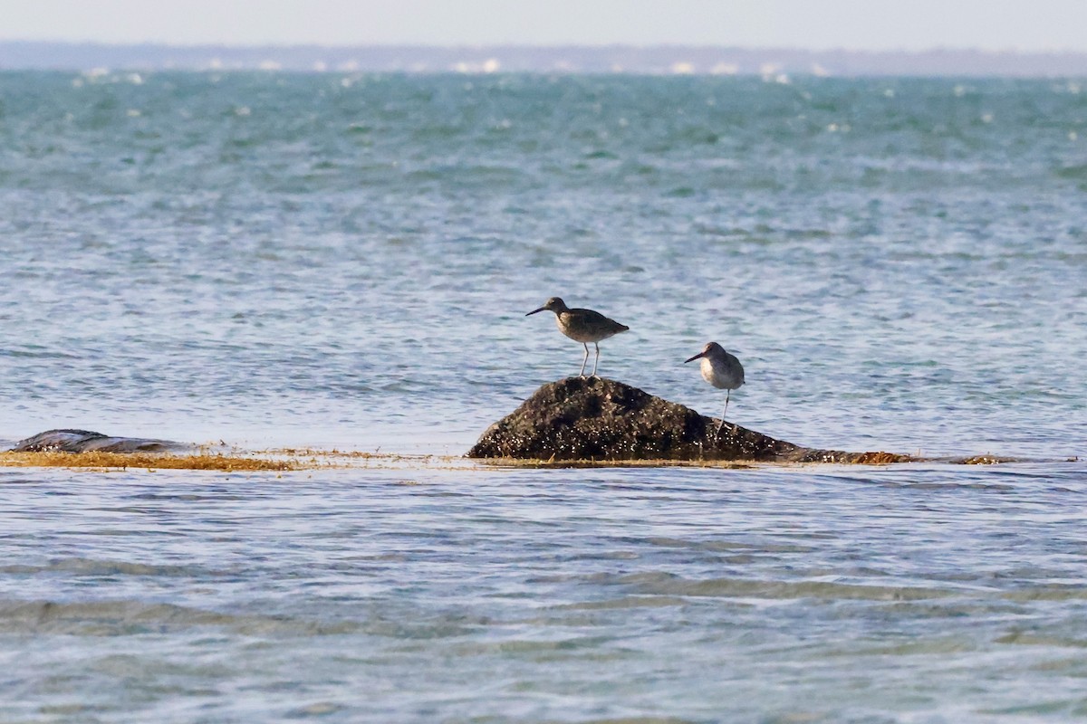Willet - ML580295981