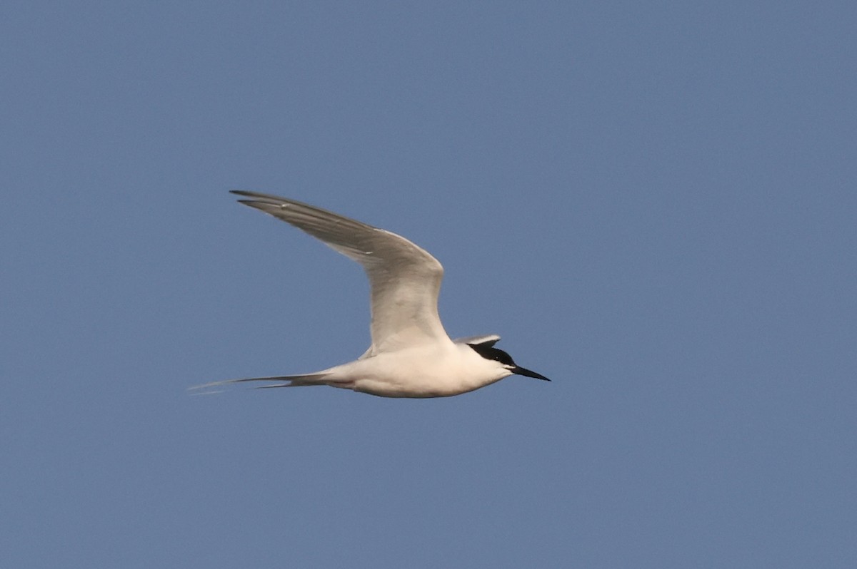 Roseate Tern - ML580296011