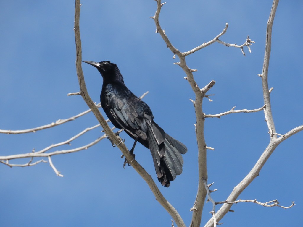 Great-tailed Grackle - ML580296041