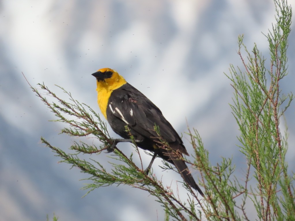 Yellow-headed Blackbird - Cathy Bonnett
