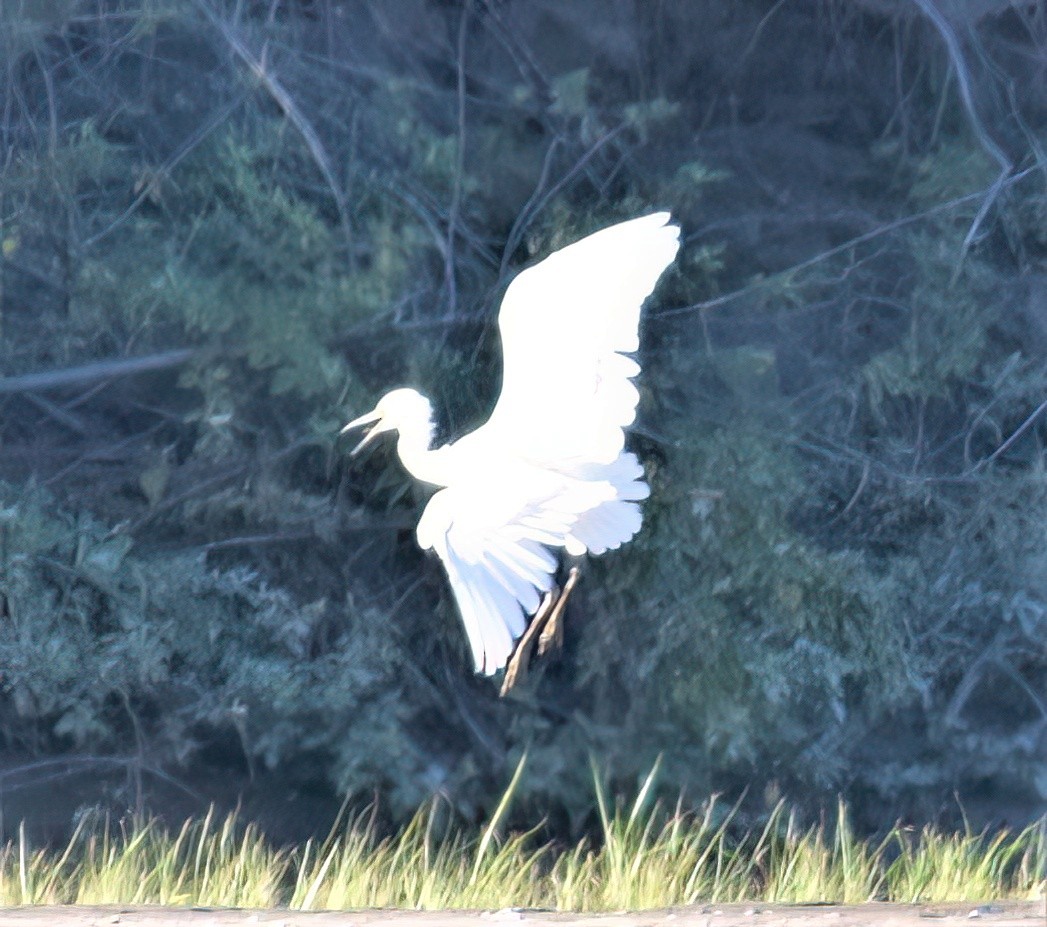 Little Egret - ML580296191