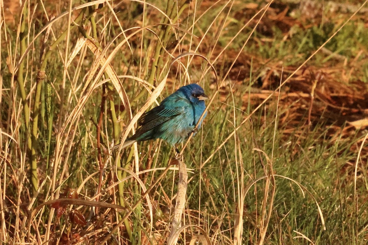 Indigo Bunting - ML580296271