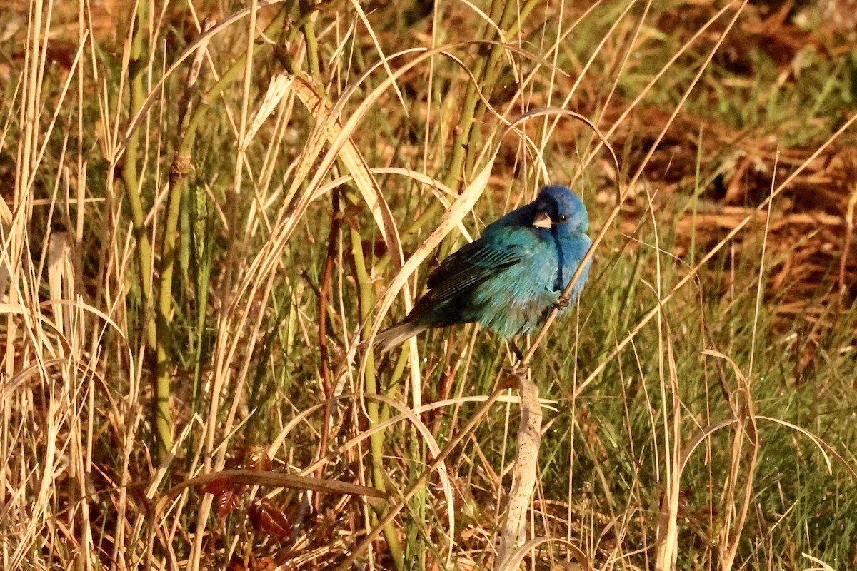 Indigo Bunting - ML580296291