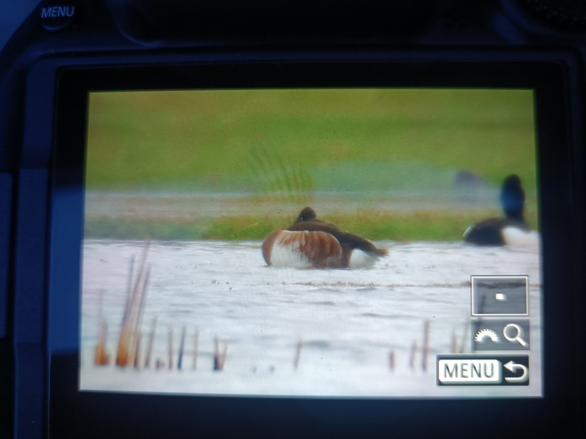 Baer's Pochard - Purevsuren Tsolmonjav