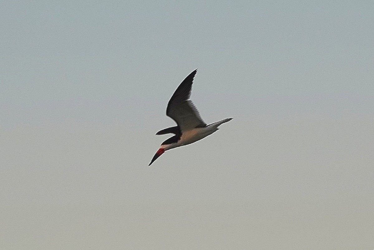 Black Skimmer - ML580298181