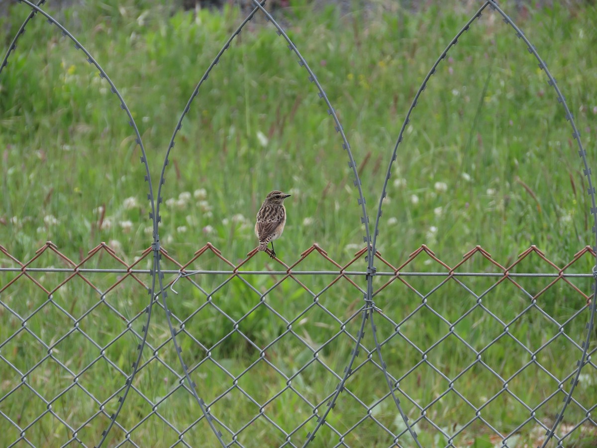 Whinchat - ML580298951