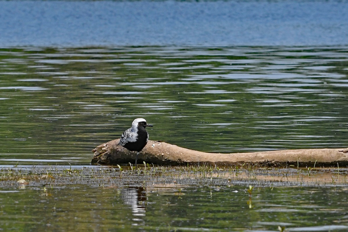 Black-bellied Plover - ML580299031