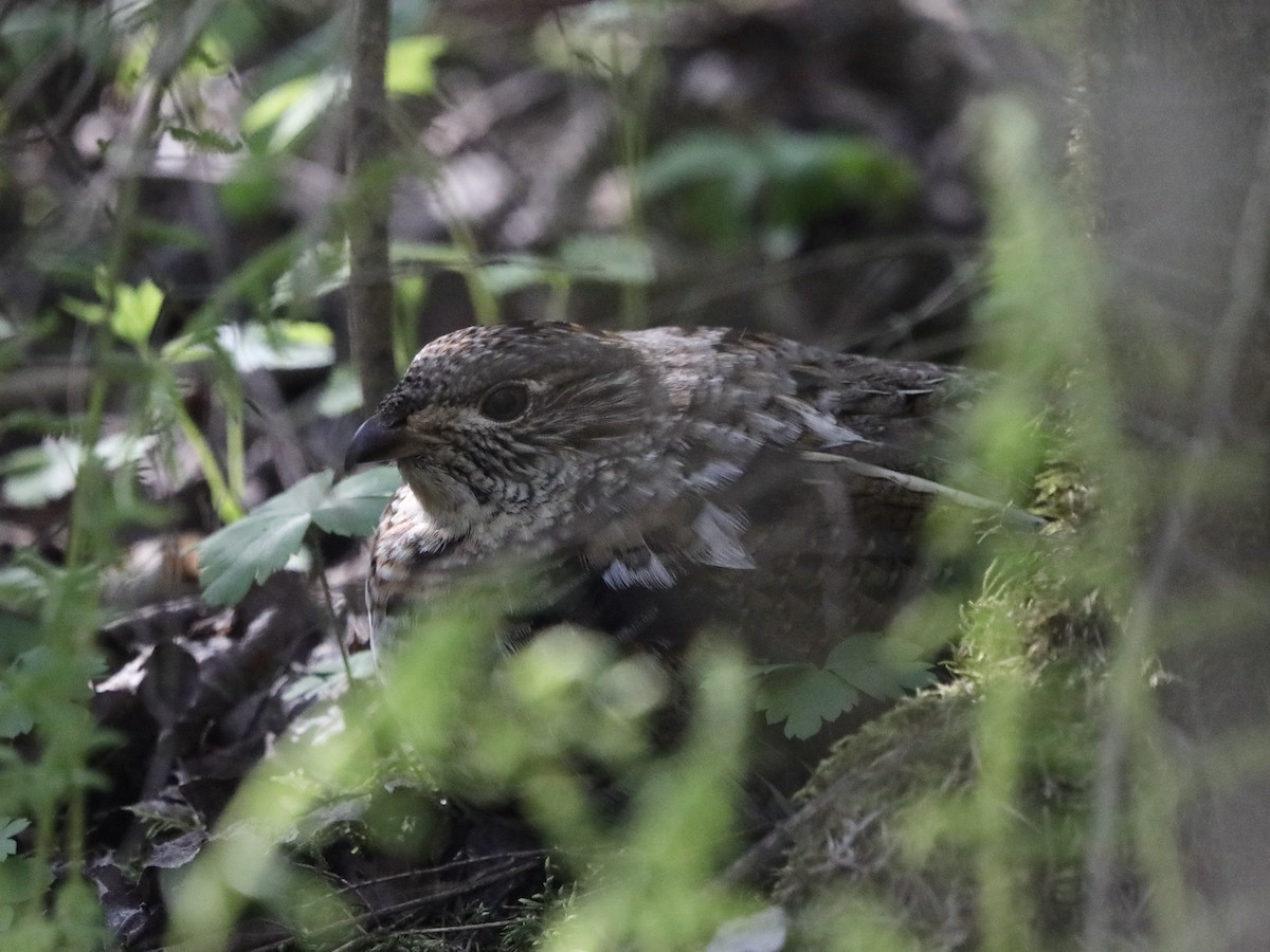 Ruffed Grouse - ML580299521