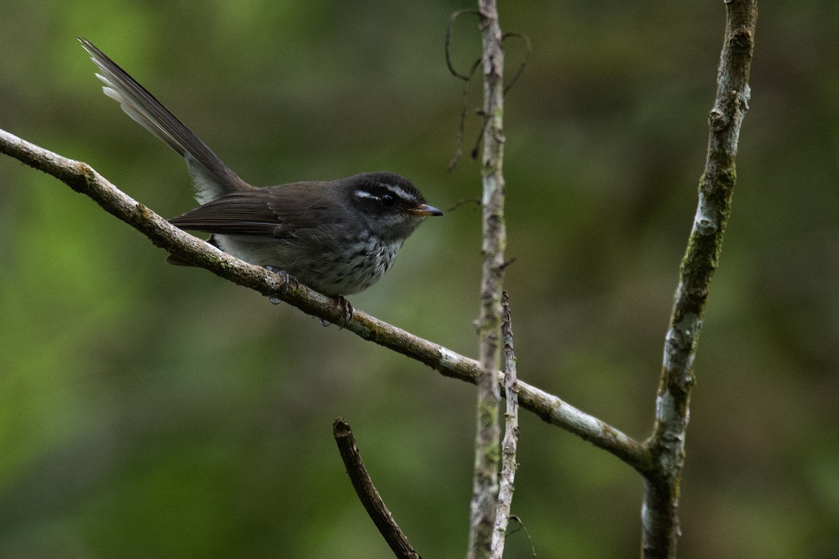 Vanuatu Streaked Fantail - ML580300631