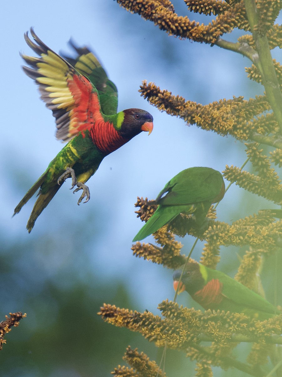 新幾內亞彩虹吸蜜鸚鵡 - ML580300711