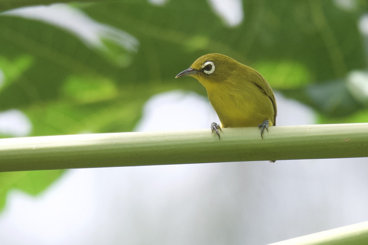 Zostérops à front jaune - ML580300731