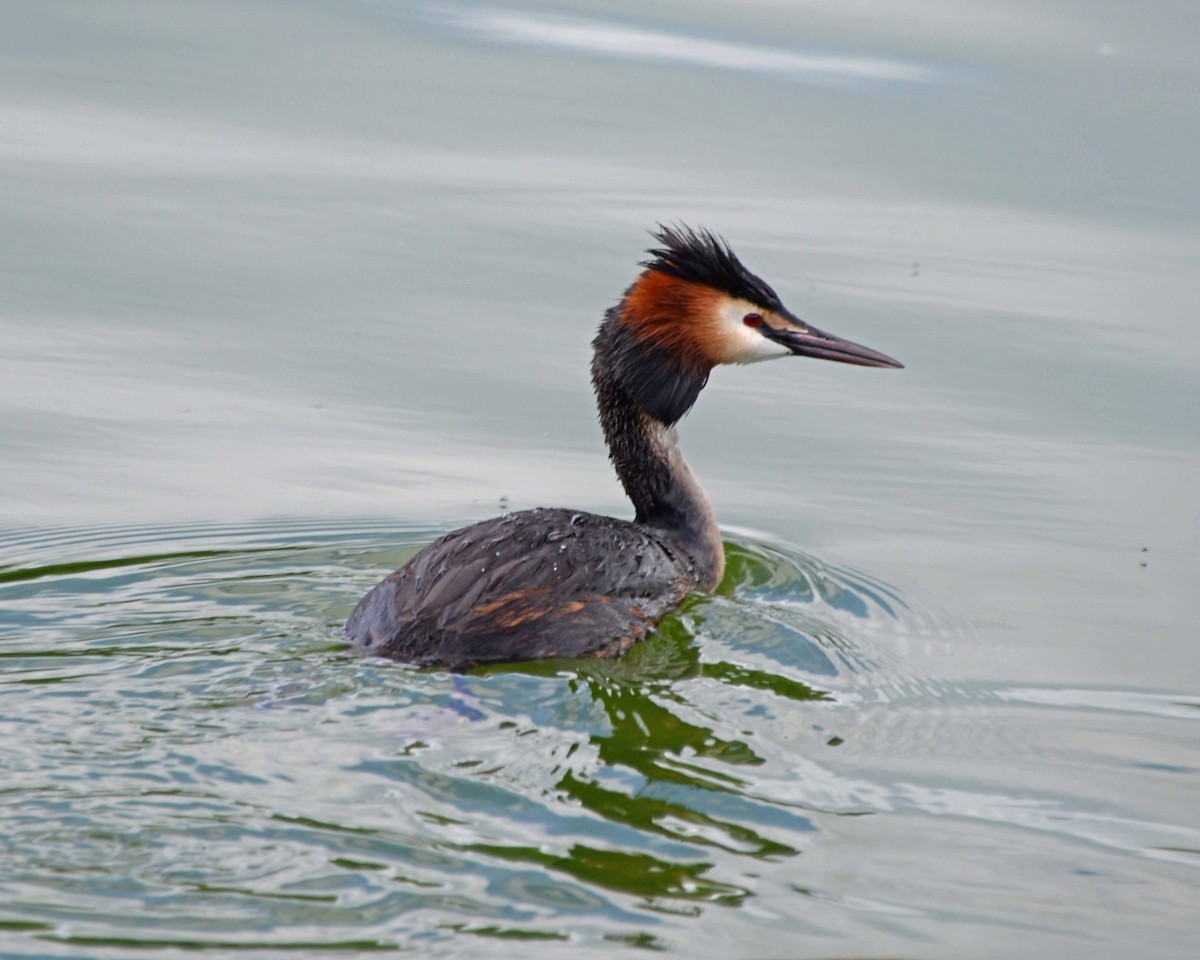 Great Crested Grebe - ML580302041