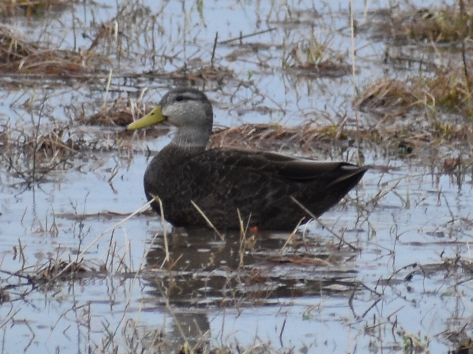 Canard noir - ML580303451