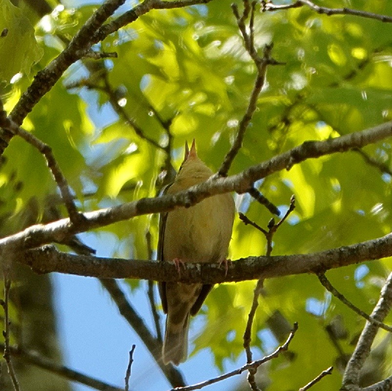 Worm-eating Warbler - ML580303641