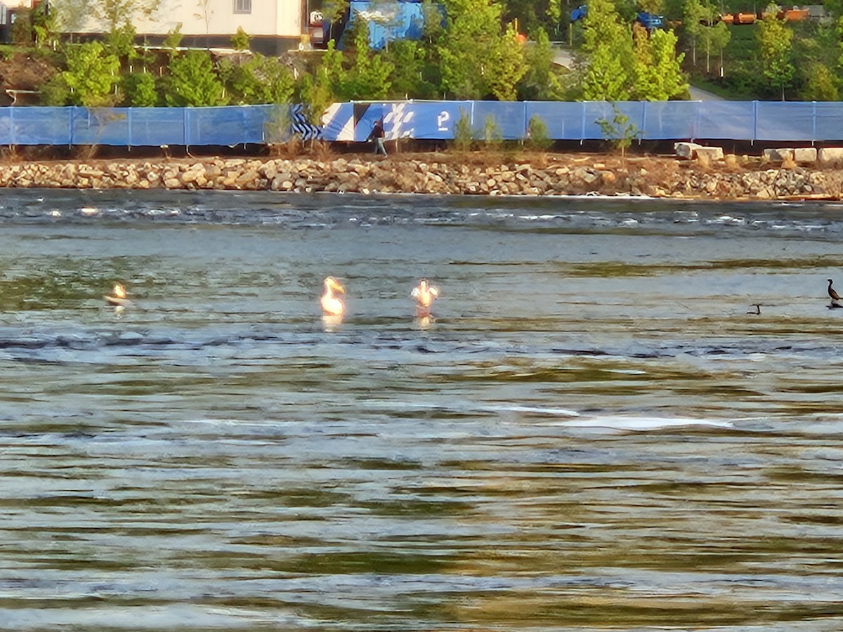 American White Pelican - OFNC eBird