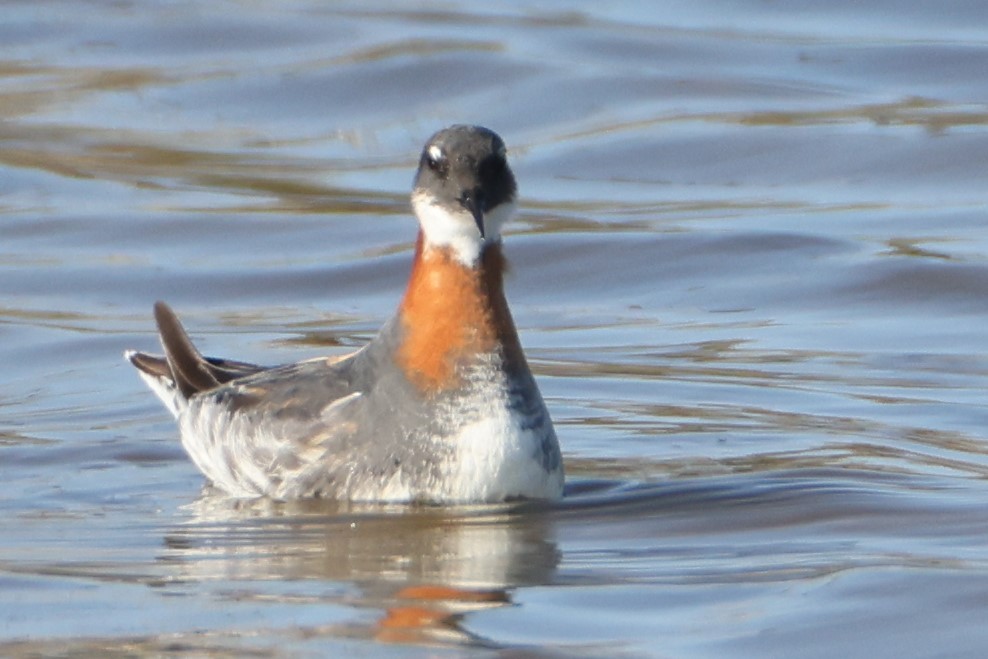 Red-necked Phalarope - ML580305721