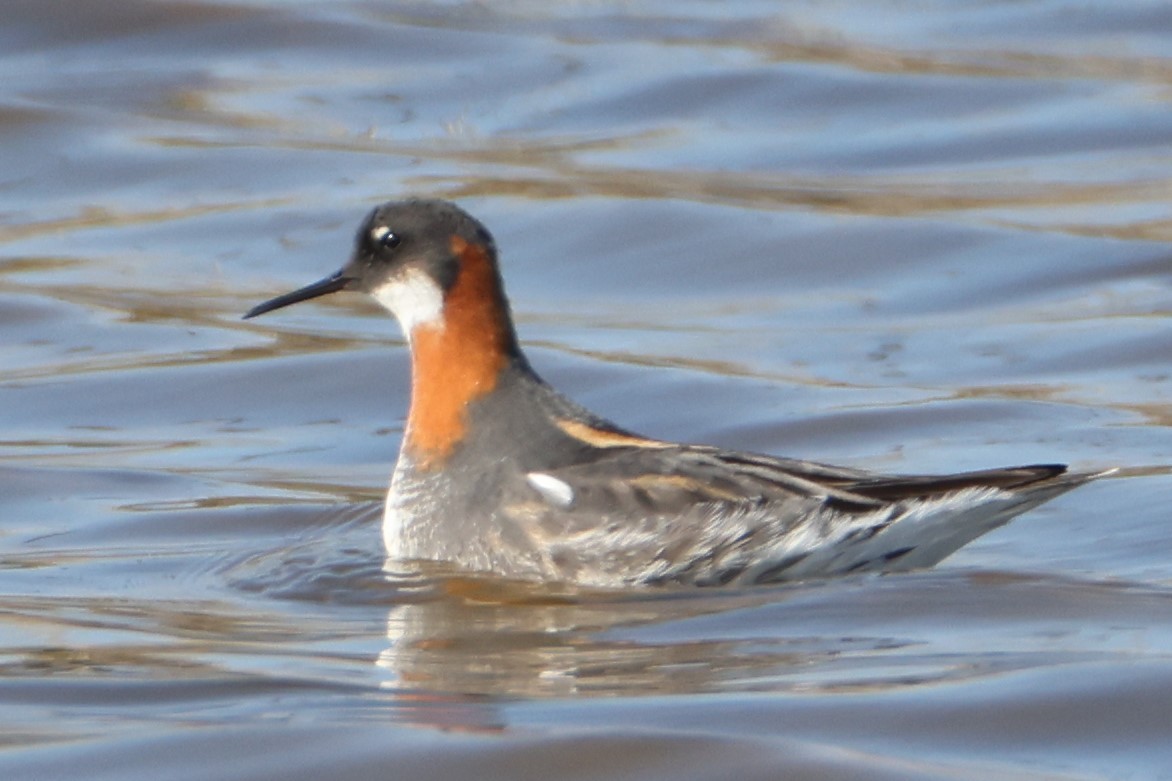 Red-necked Phalarope - ML580305731