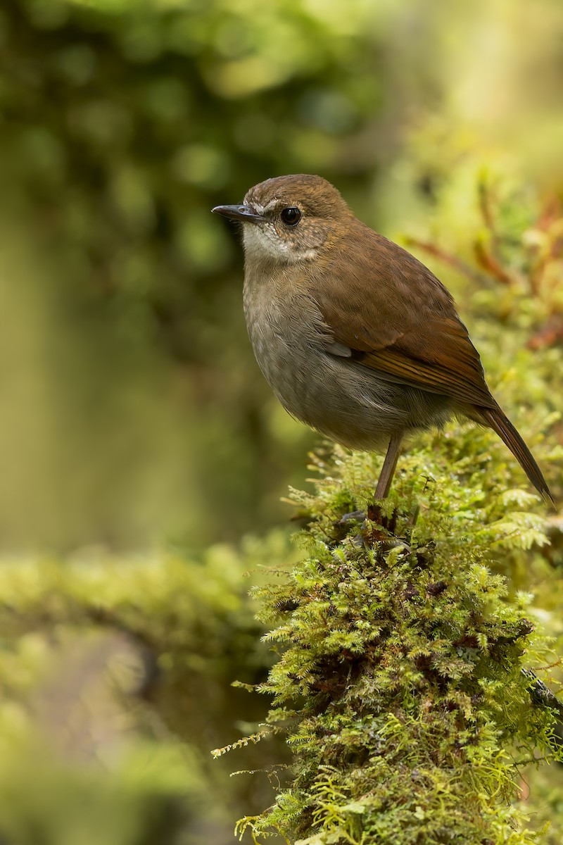 Lesser Ground-Robin - ML580306711