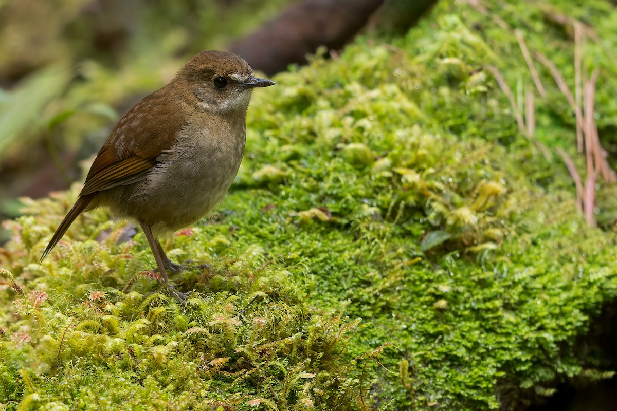 Lesser Ground-Robin - Dubi Shapiro