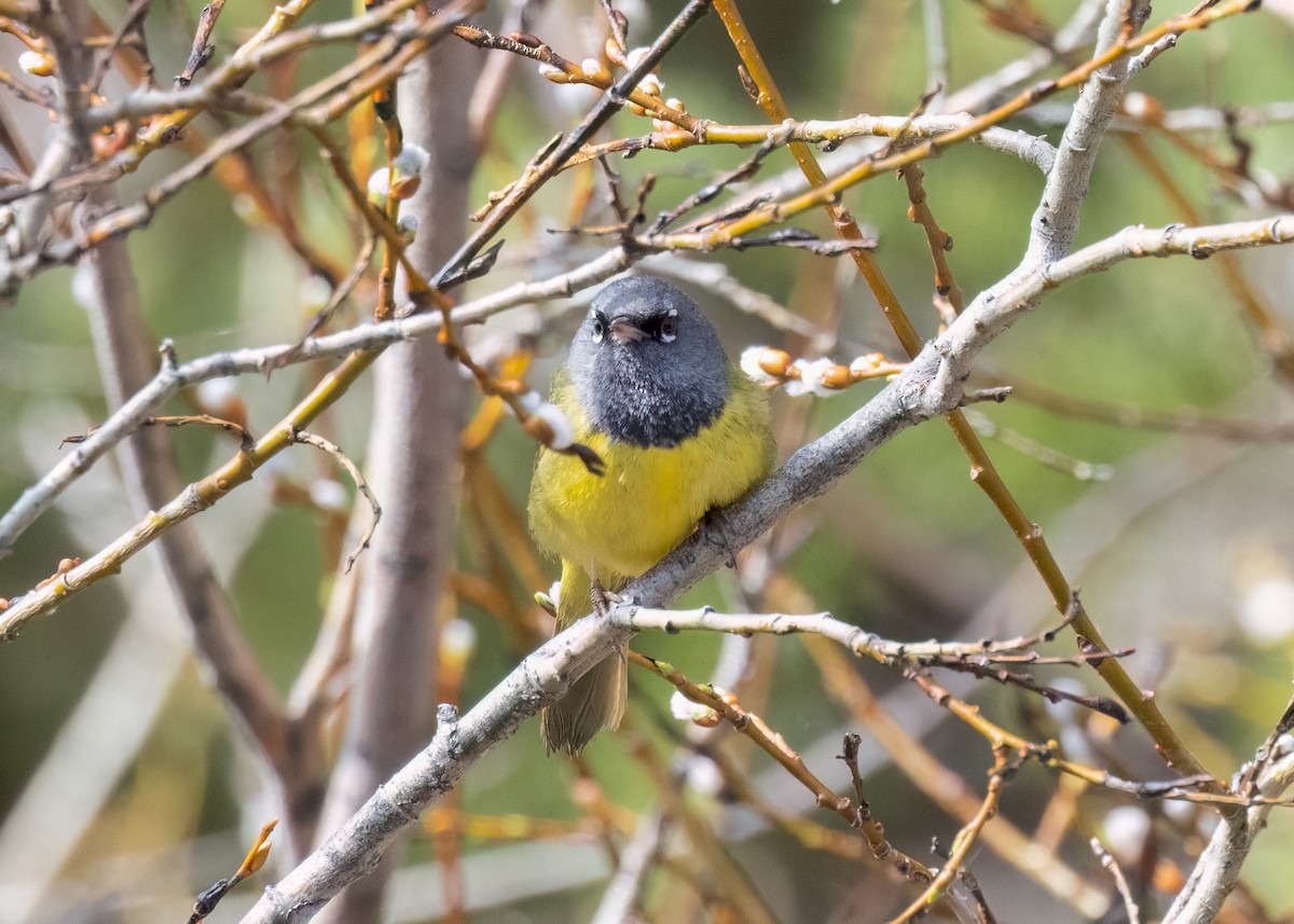 kjerrparula - ML580306861