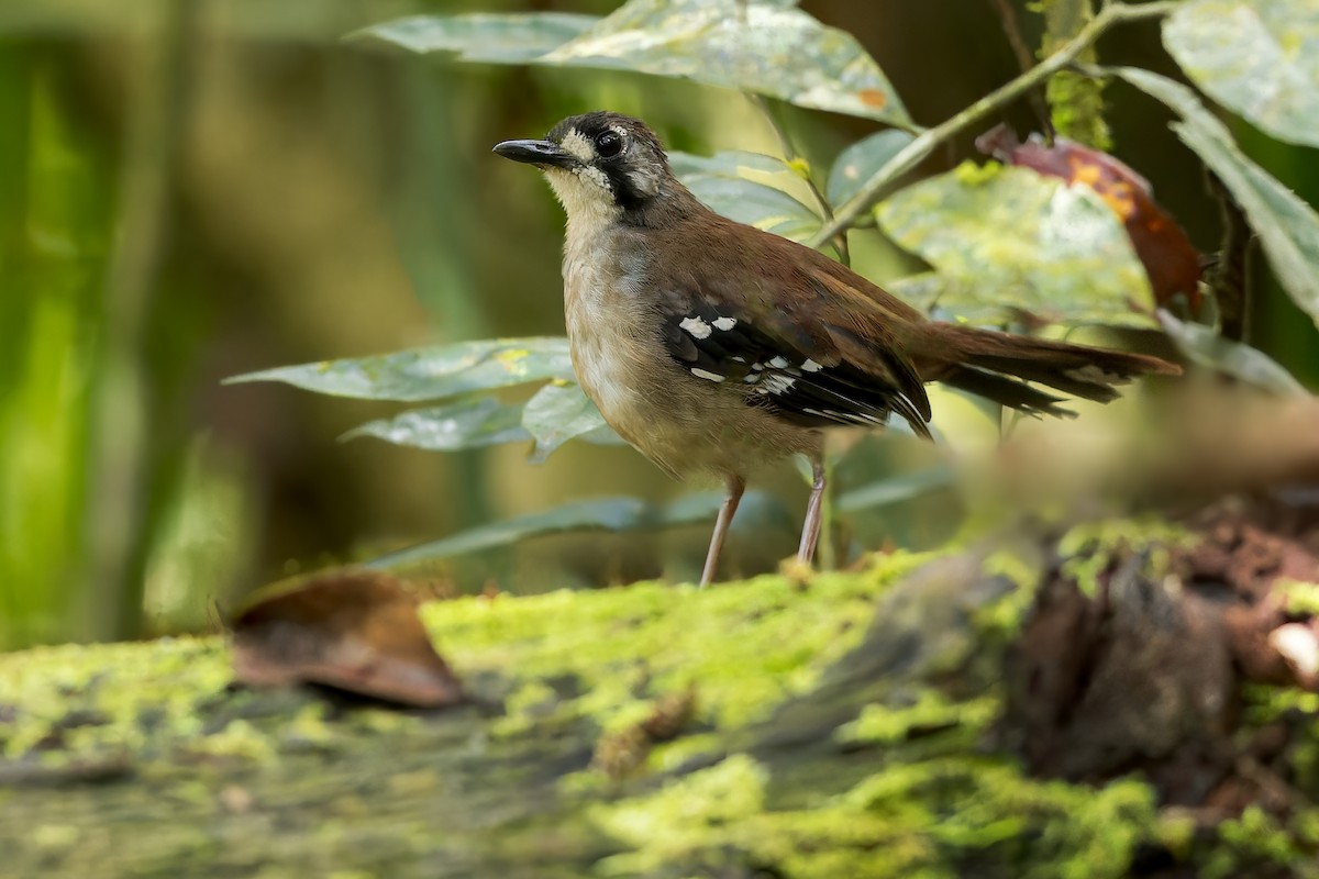 Papuan Scrub-Robin - ML580306991