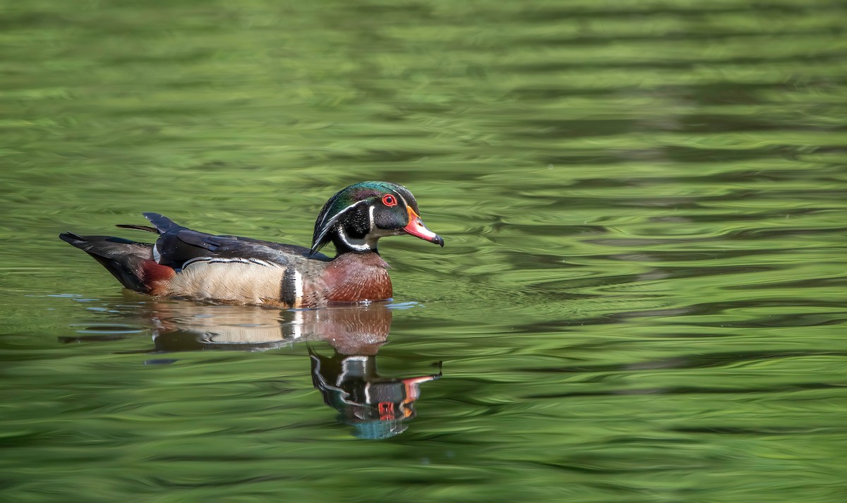 Wood Duck - ML580307311