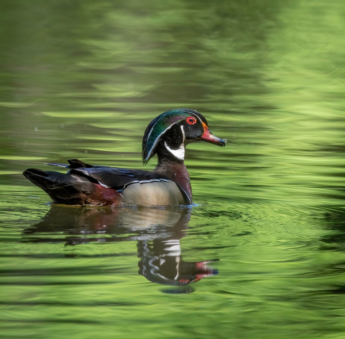 Wood Duck - ML580307321