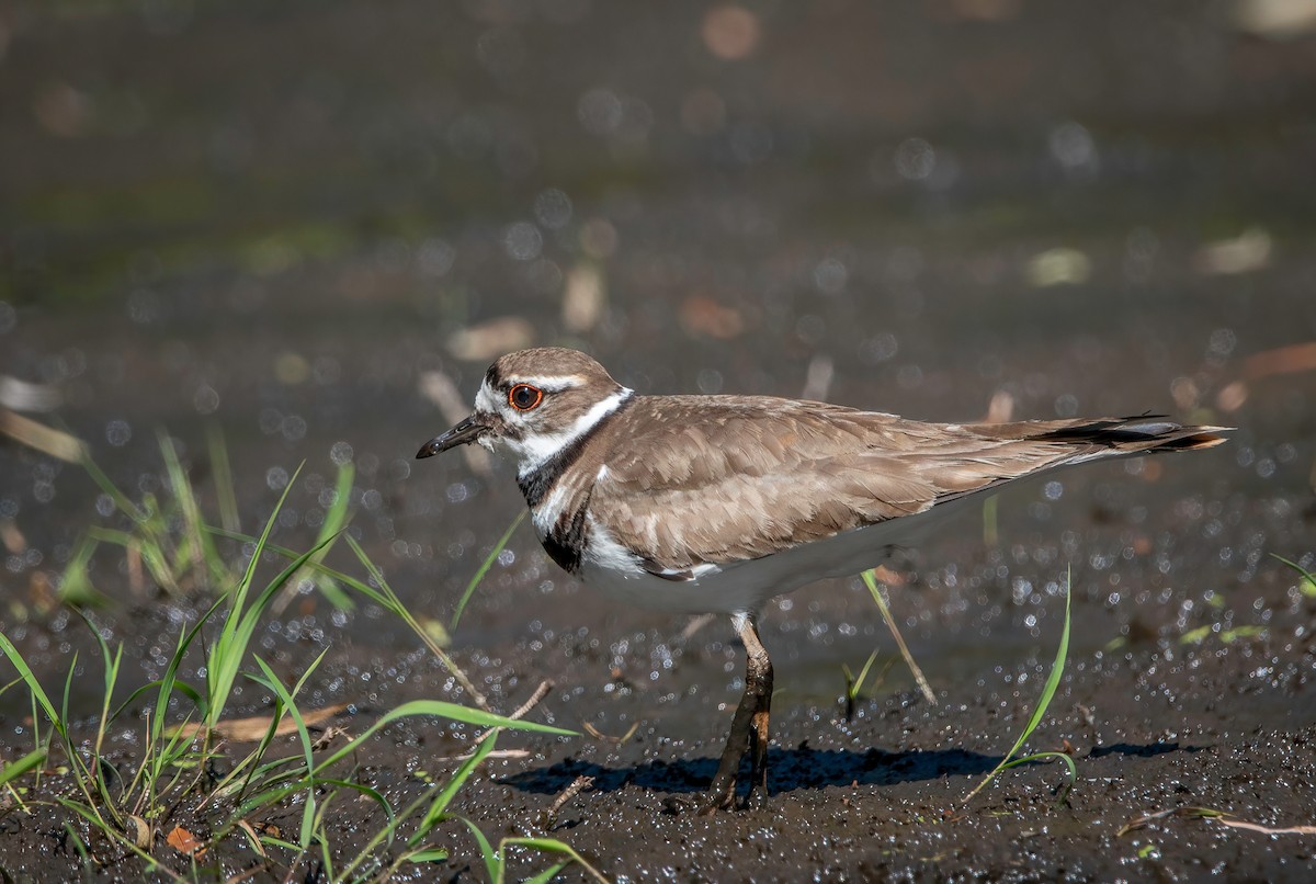 Killdeer - ML580307381