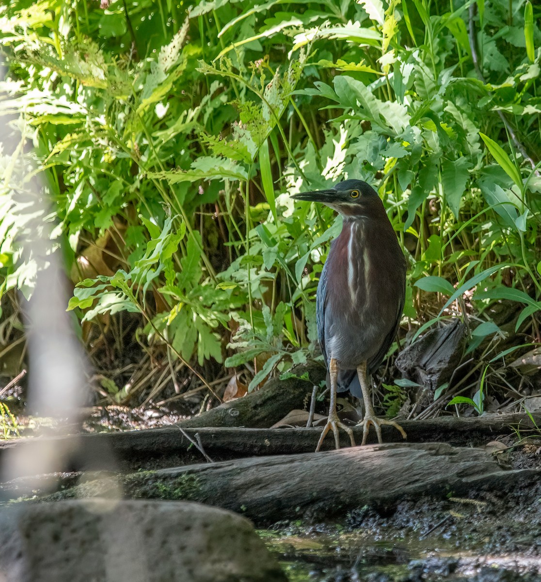 Green Heron - ML580307471