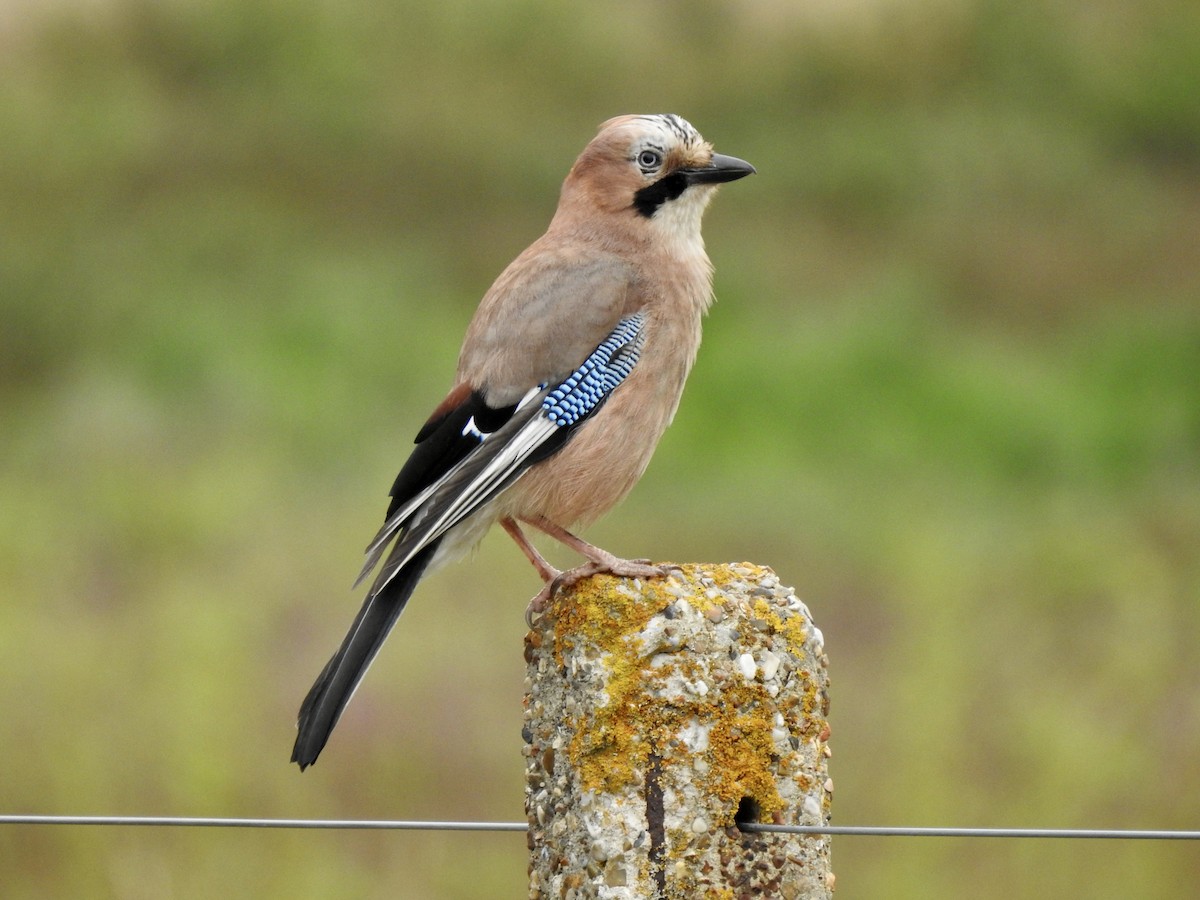 Eurasian Jay - ML580307591