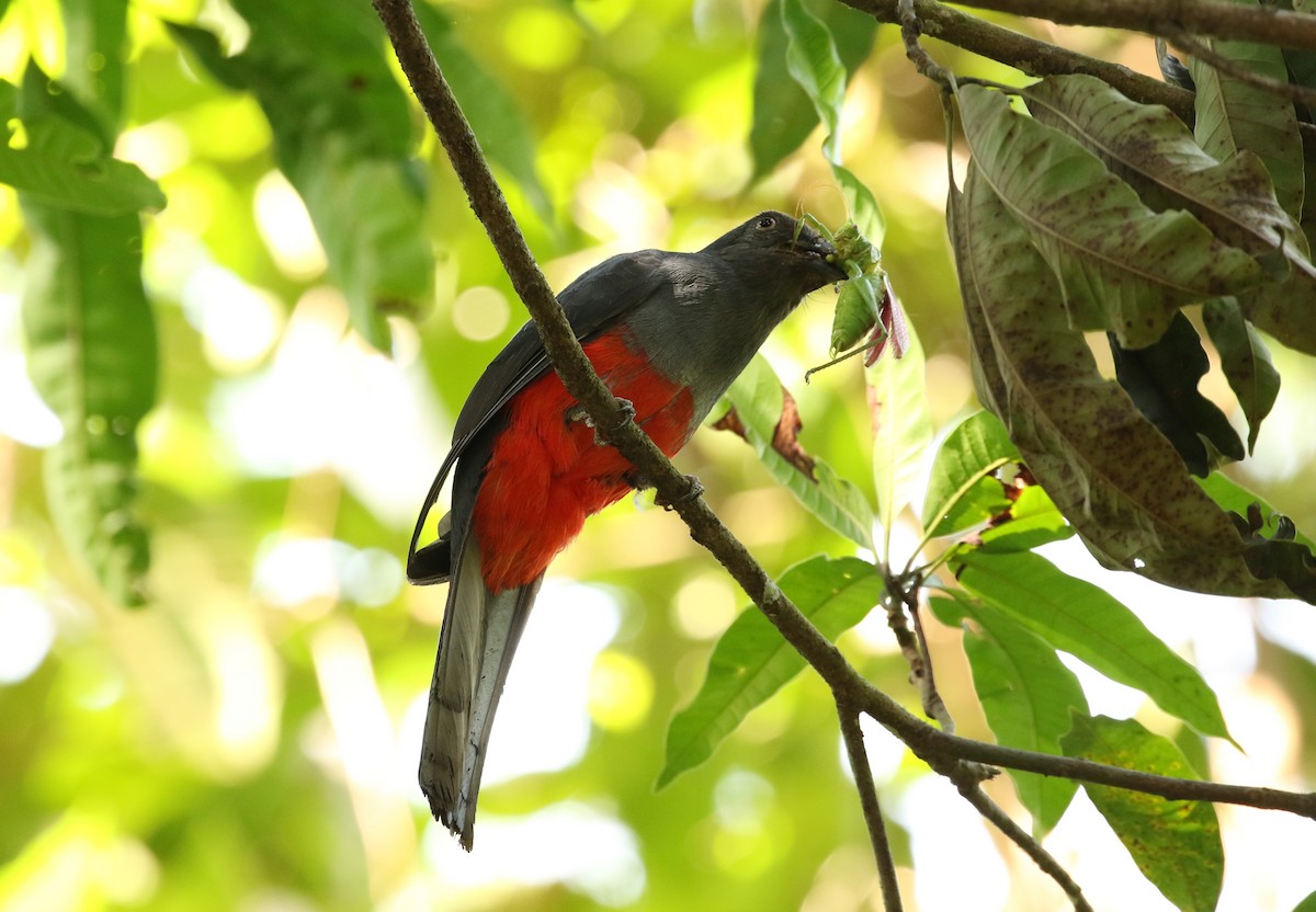 Slaty-tailed Trogon - ML580307971