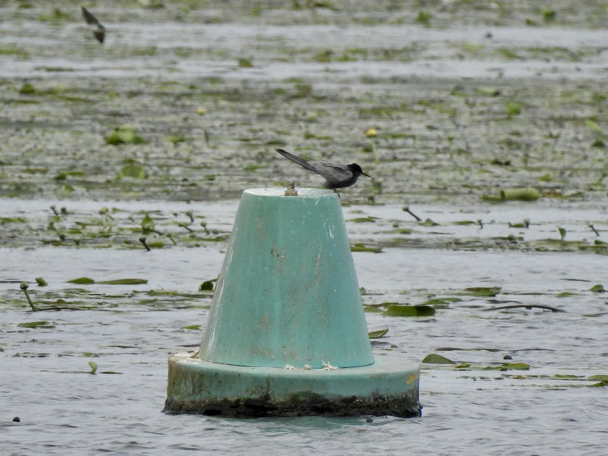 Black Tern - ML580308481