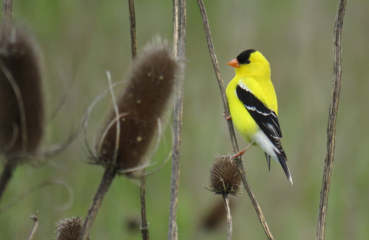 American Goldfinch - ML580308601