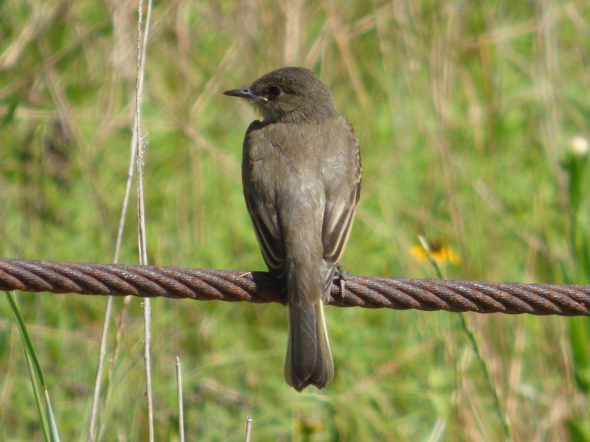 Eastern Phoebe - Jessica Bowman