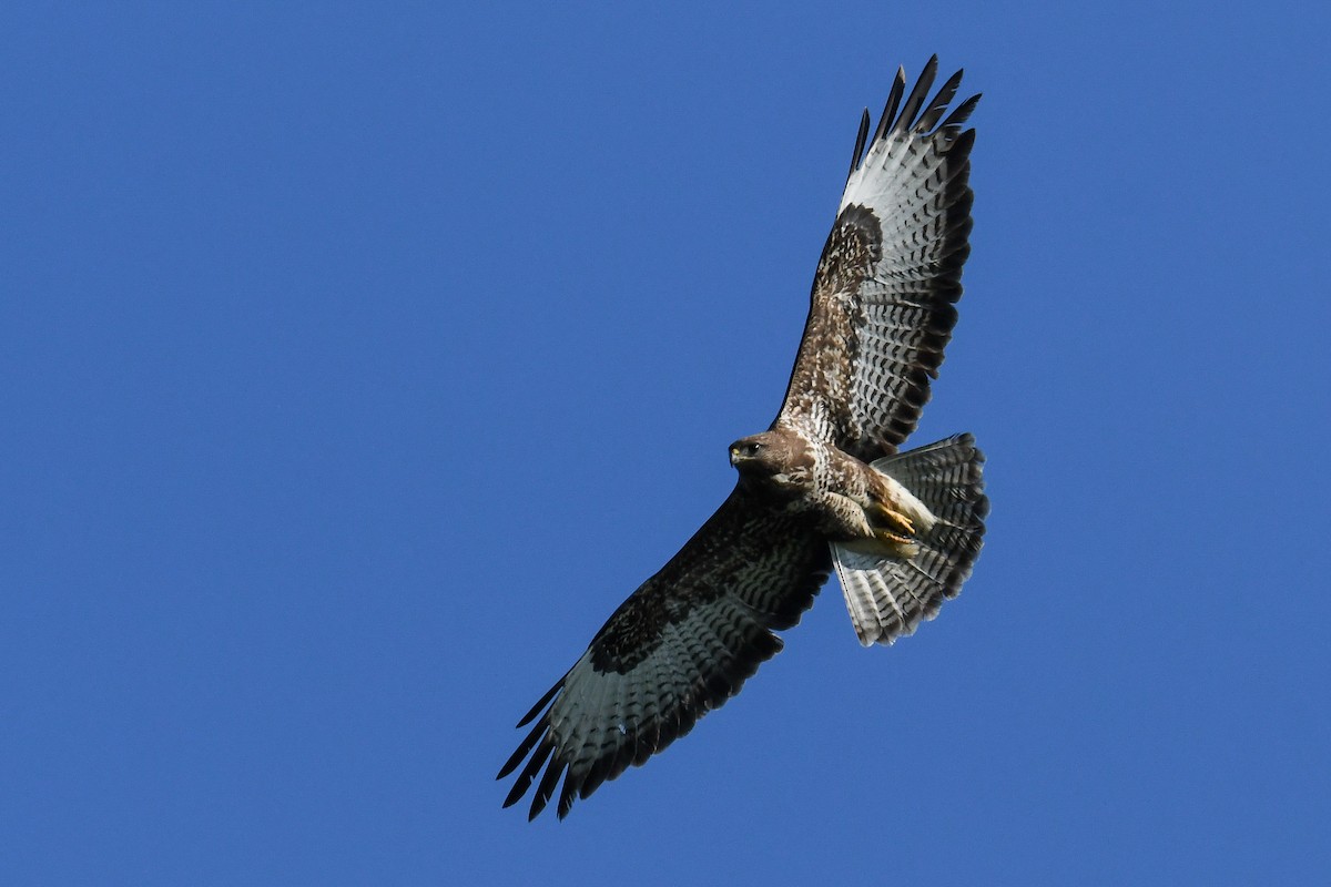 Common Buzzard - ML580309451