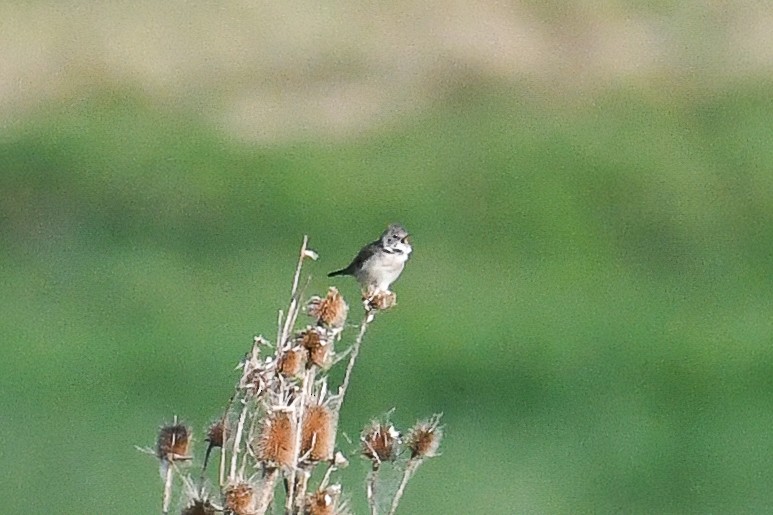 Greater Whitethroat - ML580309641