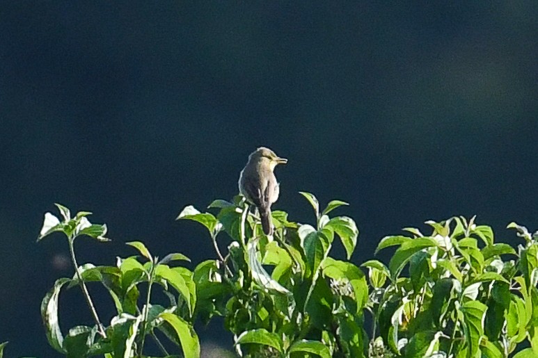 Melodious Warbler - ML580309681