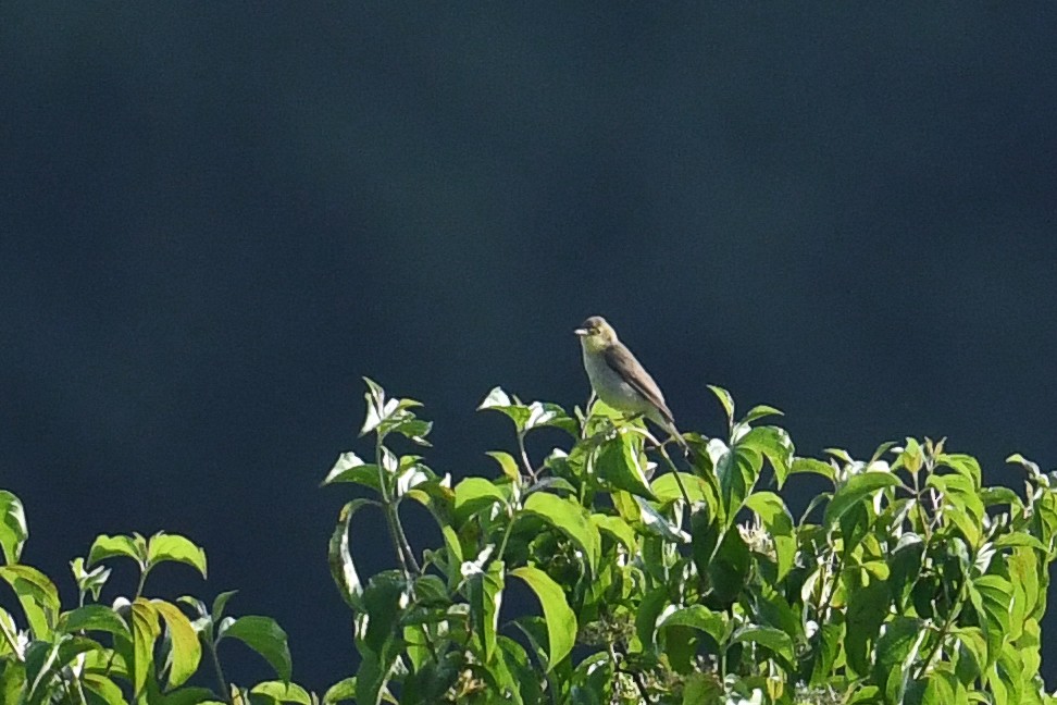 Melodious Warbler - ML580309711